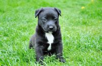 Des êtres sensibles qui ont beaucoup d’amour à donner